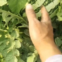 天津宁河猛虎一号西瓜和圆瓜