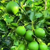 海南无籽香水柠檬新鲜正宗青柠檬奶茶店专用当季大果暴打整箱批发