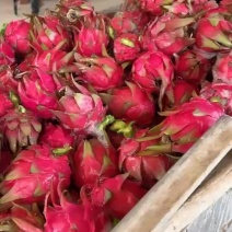 火龙果