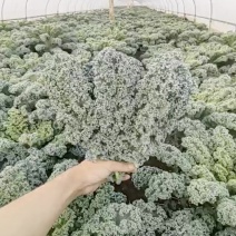 云南高品质羽衣甘蓝