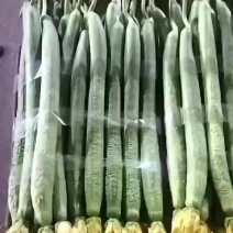 江苏连云港绿皮鲜花丝瓜