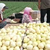 吉林香瓜