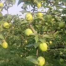 早酥梨，七号梨，黄冠梨，鸭梨上百万亩以上。