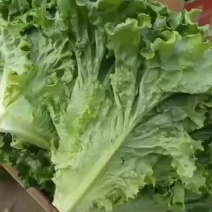生菜