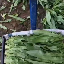 油麦菜