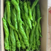 精品螺丝椒大量上市
