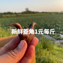 菱角|||菱角儿时味道·洪湖老菱角又名“水中花