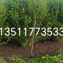 苗圃大量出售高度2米2-2米5，冠幅1米5-2米精品木槿