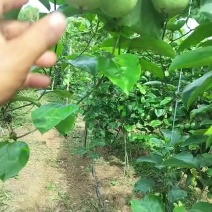 广西灵山钦蜜9号黄金百香果纯甜无酸产地批发代发
