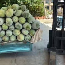 西三白皮冬瓜