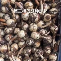 茨菇，慈姑