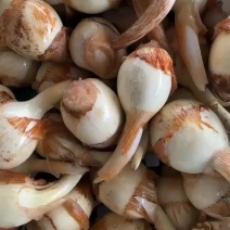 农户自产自销，茨菇，茨菇