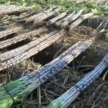 广西甘蔗博白黑皮甘蔗产地直发全国货源稳定