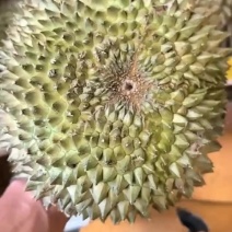 泰国长柄猫山王不零售