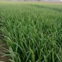 大叶韭菜颜色深绿，根粗叶宽，无蜗牛，无杂质，长期供应
