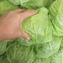 甘蓝