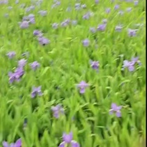 鸢尾