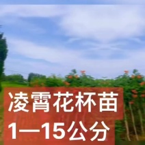 供应凌霄1一8公分移植杯苗