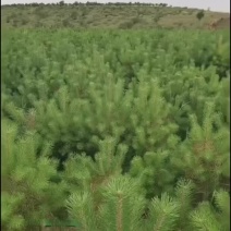 樟子松
