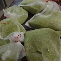 豆丹虫卵