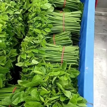 广东阳江阳春树仔菜