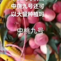 中桃九号桃苗早熟硬质大红桃