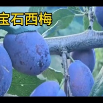 馋猫新宠：蓝宝石西梅被阳光亲吻过的梅女品质身材还会差吗？
