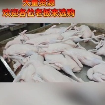 广东三鸟批发，黑棕鹅