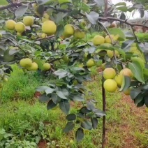 云南红土高原丁香梨