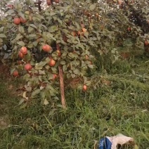 红早酥紅梨大量上市近期促销急出货货源充足
