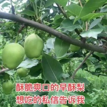 早酥