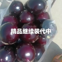 华州精品圆茄，产地直销，质量**，一手货源，可供商超。