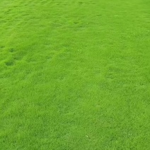 驻马店百慕大草坪基地大量百慕大上市需要的老板欢迎咨询