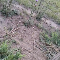 飞廉