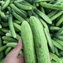 旱黄瓜