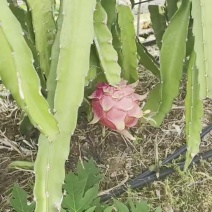海南火龙果