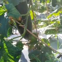 广东惠州黑皮冬瓜30-40万斤