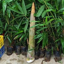 柳州麻竹