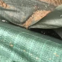 压缩稻壳装货中