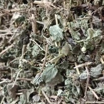 中药材绞股蓝