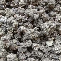 中药材猫爪草