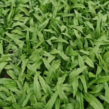 本地一手精品油麦