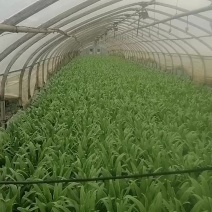 油麦菜30吨，即可可采