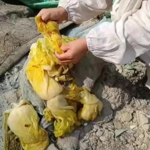 【泡菜】东北大密酸菜，***发醇，欢迎各位老板采购洽谈