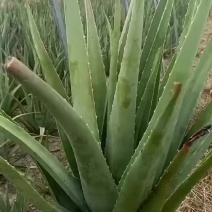 大课芦荟一颗也是批发价