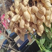 开封市精品大果花生大量上市