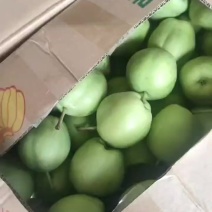 陕西蒲城早酥梨大量上市