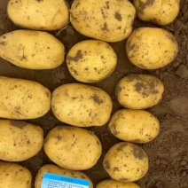 凌海精品实验一号黄皮黄心颜色正皮毛好发量有货