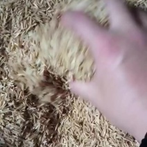 海南压缩稻壳可发