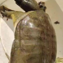 土甲鱼，土鳖